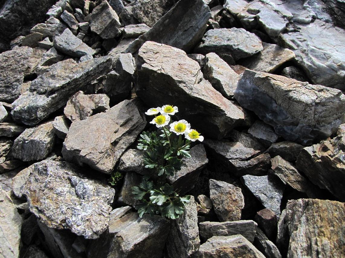 Sentieri ferrati, sentieri fioriti: i fiori dell''Albiolo